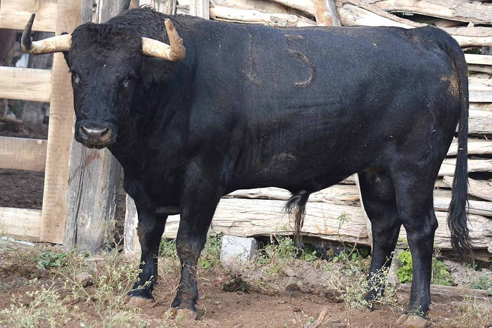 Seleccionan 7 toros para la corrida Guadalupana