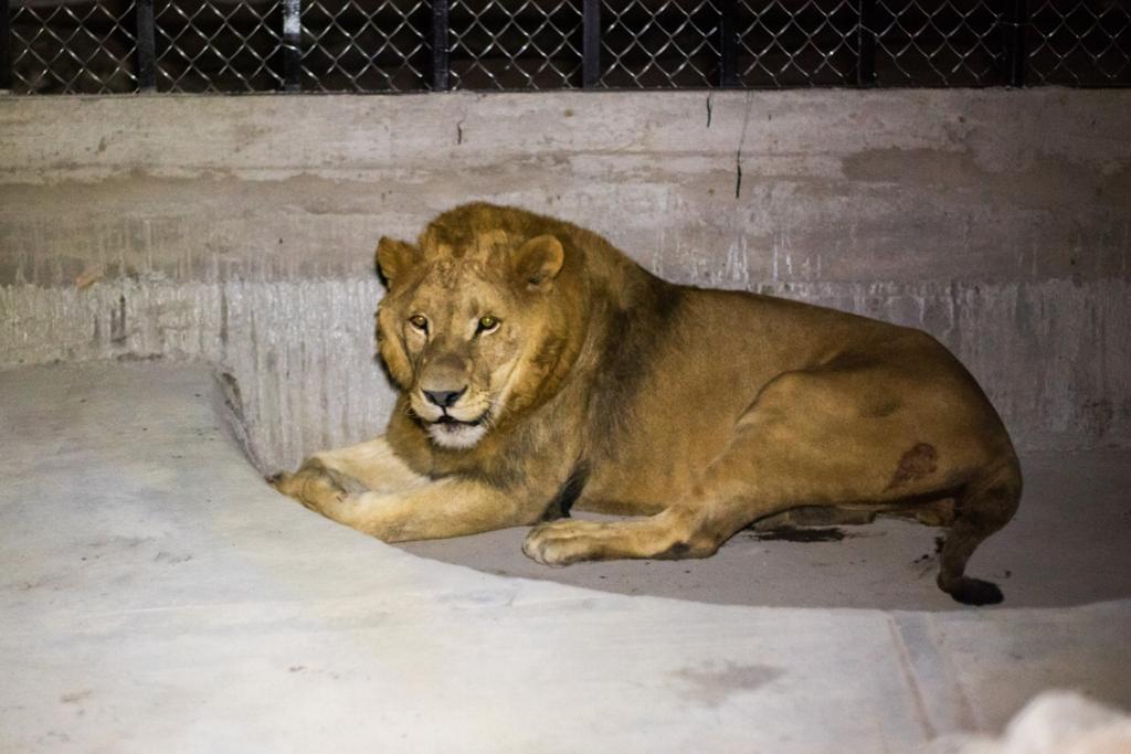 LLEGAN TRES EJEMPLARES DE FELINOS AL ZOOLÓGICO DEL ALTIPLANO
