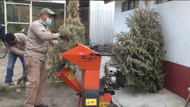 IMPLEMENTÓ SECRETARÍA DE MEDIO AMBIENTE CAMPAÑA DE ACOPIO Y RECICLAJE DE ÁRBOLES NATURALES DE NAVIDAD