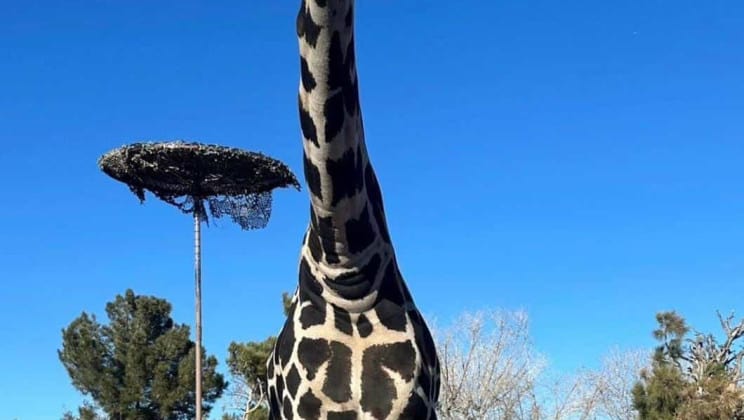 TLAXCALA ESPERA LA RESOLUCIÓN DE PROFEPA SOBRE LA JIRAFA BENITO