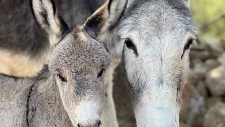 TLAXCALA CUENTA CON UN SANTUARIO QUE PROTEGE A LOS BURROS