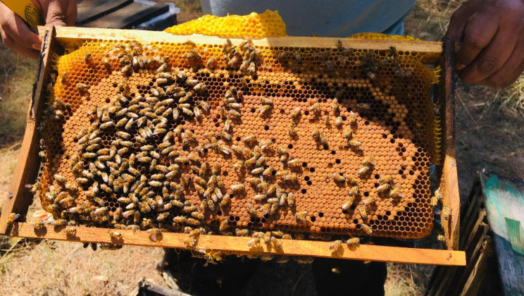 CONMEMORA GOBIERNO DEL ESTADO EL DÍA MUNDIAL DE LAS ABEJAS Y EL DÍA NACIONAL DE LOS POLINIZADORES