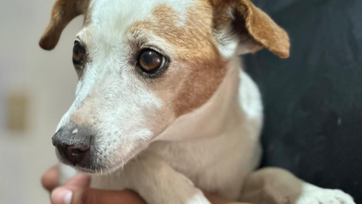 *PROTEGE A TUS ANIMALES DE COMPAÑÍA DURANTE LAS FIESTAS DECEMBRINAS*