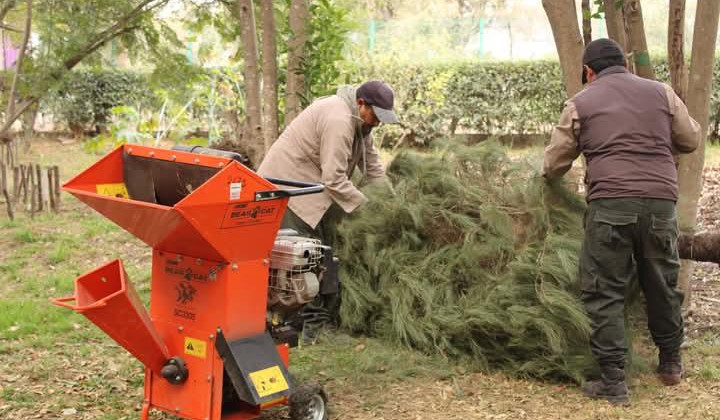 *PRODUCCIÓN Y RECICLAJE DE ÁRBOLES DE NAVIDAD PROTEGE EL MEDIO AMBIENTE Y REDUCE LA TALA CLANDESTINA: SMA*