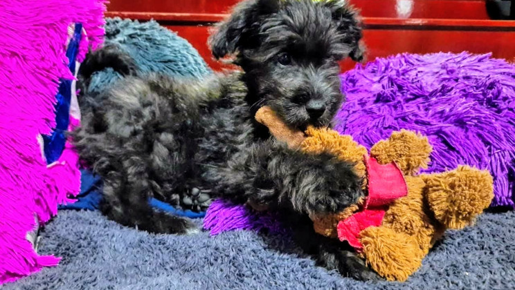 EN 3 DE CADA 4 HOGARES DE TLAXCALA HABITA POR LO MENOS UN ANIMAL DE COMPAÑÍA