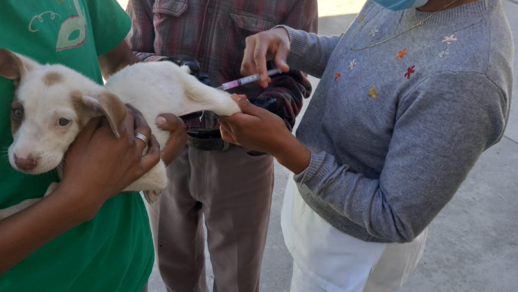 INICIA EL 30 DE MARZO LA JORNADA DE VACUNACIÓN ANTIRRÁBICA CANINA Y FELINA EN TLAXCALA