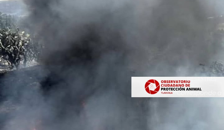 TLAXCALA, SIN PLAN DE CONTINGENCIA EN MATERIA DE ANIMALES, EN CASO DE DESASTRES