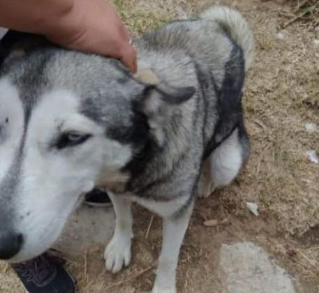 PROPAET PRESENTA DENUNCIA PENAL POR PRESUNTO CASO DE MALTRATO ANIMAL EN SAN LUCAS TECOPILCO