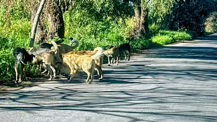 En omisión 13 municipios por falta de reglamento de Bienestar Animal 