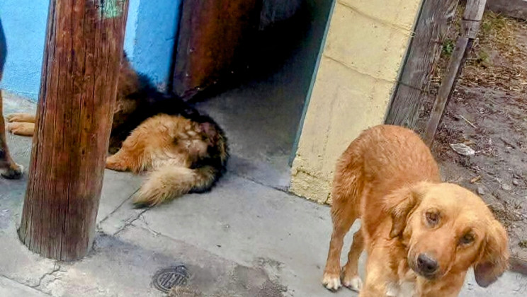 EN 33 MUNICIPIOS, CIUDADANOS PUEDEN VIGILAR Y COADYUVAR EN FUNCIONES DE PROTECCIÓN ANIMAL