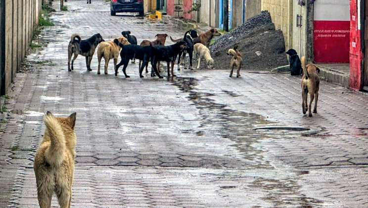 POLARIZACIÓN EN LA SOCIEDAD ANTE LA PROBLEMÁTICA DE PERROS EN SITUACIÓN DE CALLE
