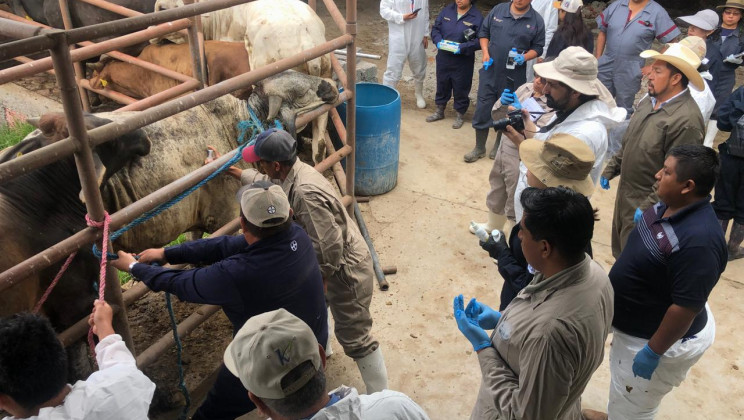 80 PROFESIONALES EN SANIDAD ANIMAL REALIZAN SIMULACRO PARA PREVENIR GUSANO BARRENADOR DEL GANADO: SIA