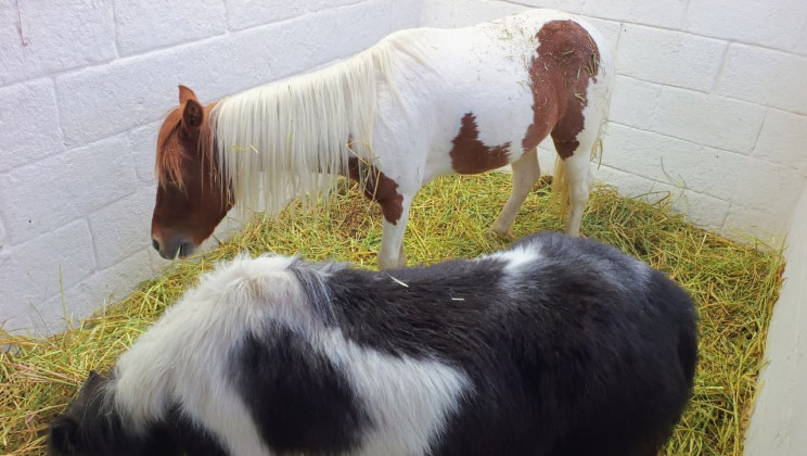 GARANTIZA SIA TRATO DIGNO Y RESPONSABLE A EJEMPLARES DURANTE “TLAXCALA, LA FERIA DE FERIAS 2025”