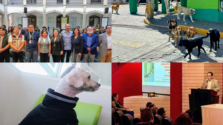 BALANCE 2025 DEL OBSERVATORIO CIUDADANO DE PROTECCIÓN ANIMAL Y AGENDA PENDIENTE PARA 2026