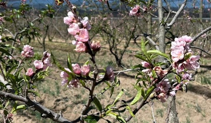 SECRETARÍA DE IMPULSO AGROPECUARIO EVALÚA POSIBLES DAÑOS EN HUERTAS DE DURAZNO EN ATLTZAYANCA