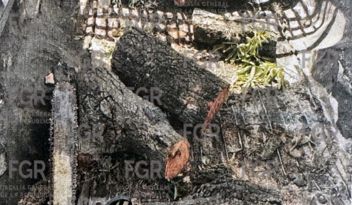 OBTIENE FGR VINCULACIÓN A PROCESO CONTRA CUATRO PERSONAS POR POSESIÓN DE MATERIAL FORESTAL EN LA MALINCHE